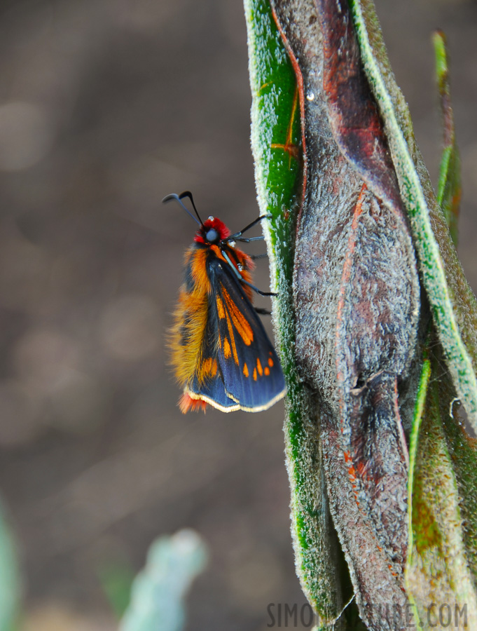 Metardaris cosinga [200 mm, 1/40 sec at f / 5.6, ISO 100]